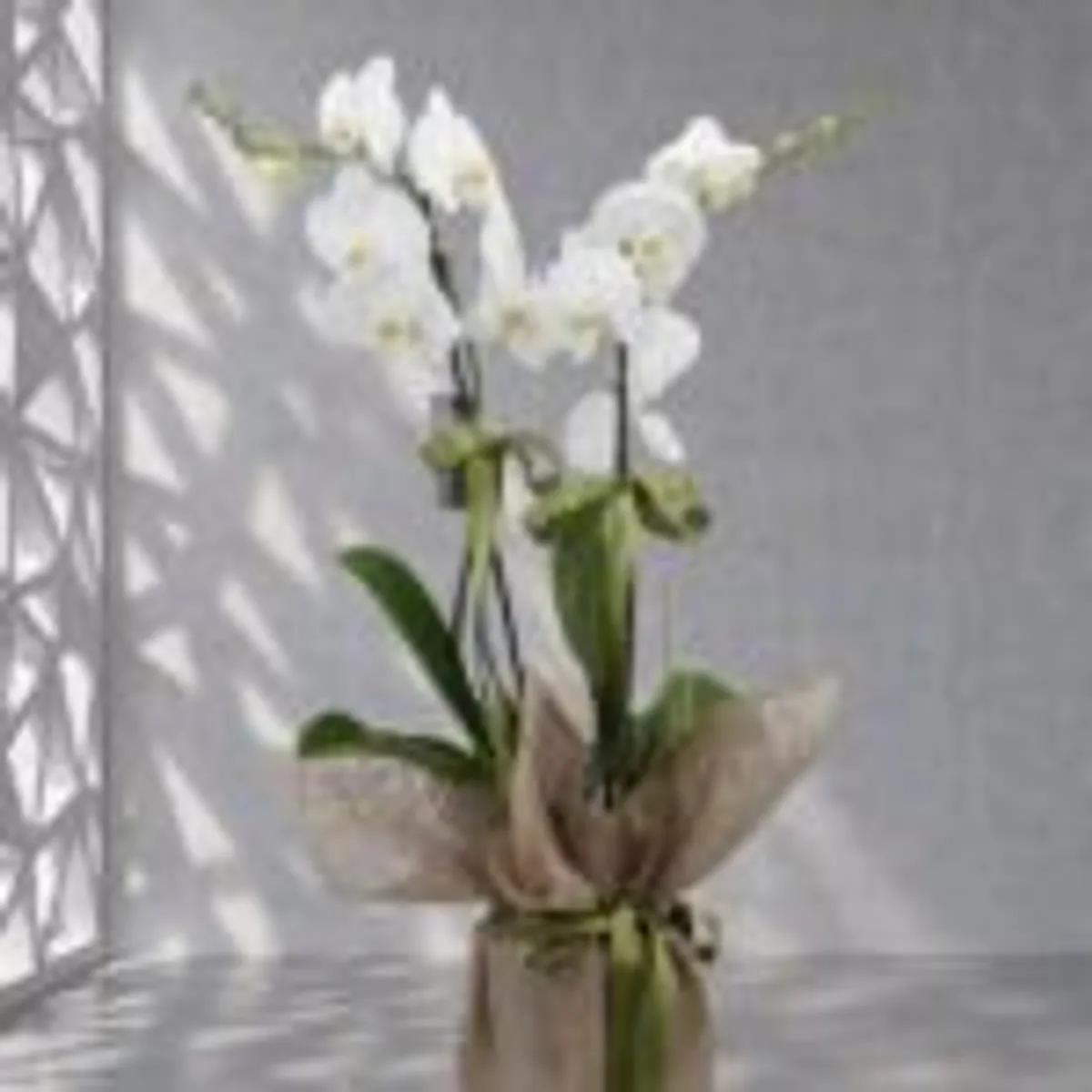 Orquídeas & Diseño Floral