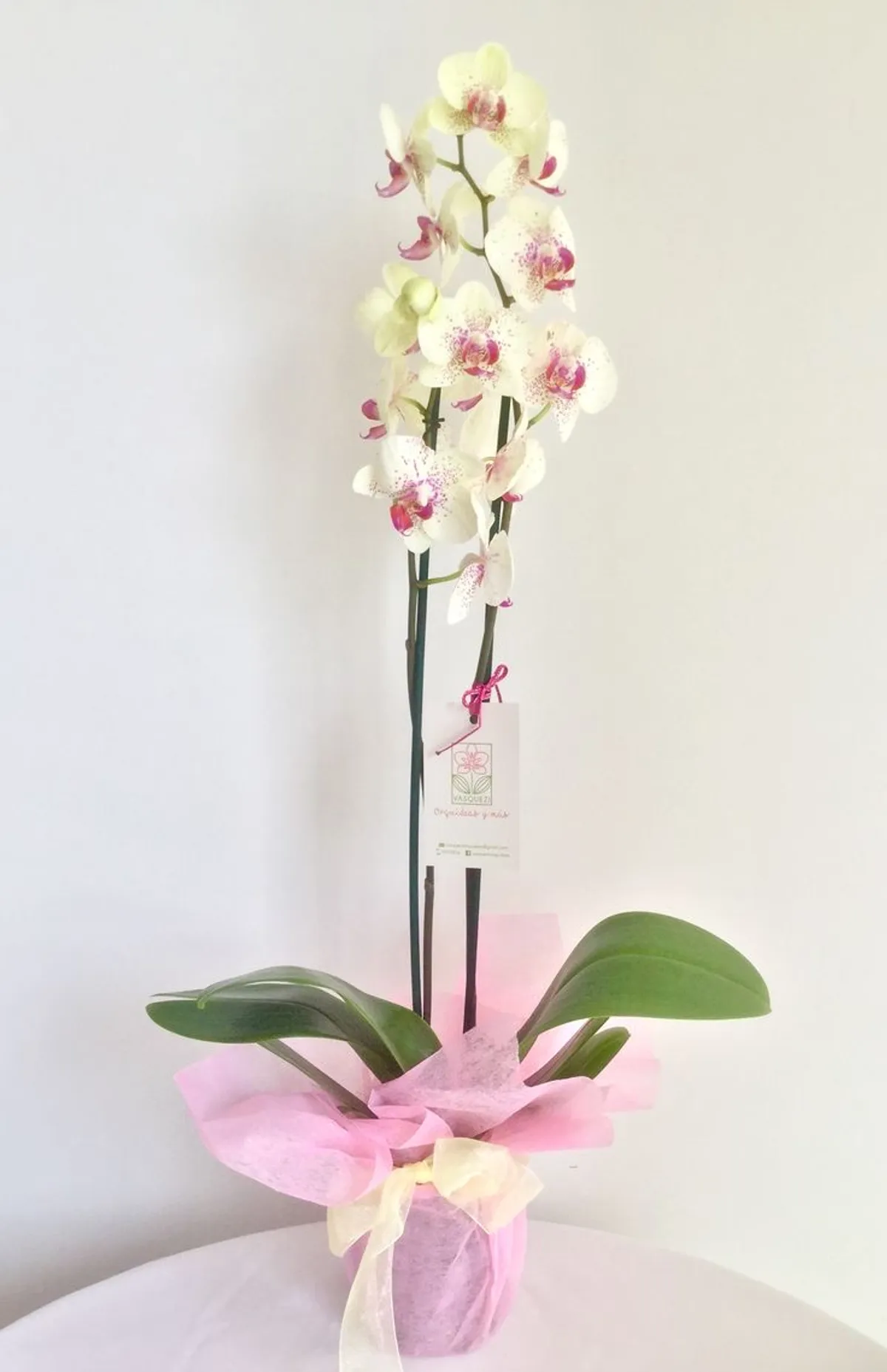 Orquídea 100% natural