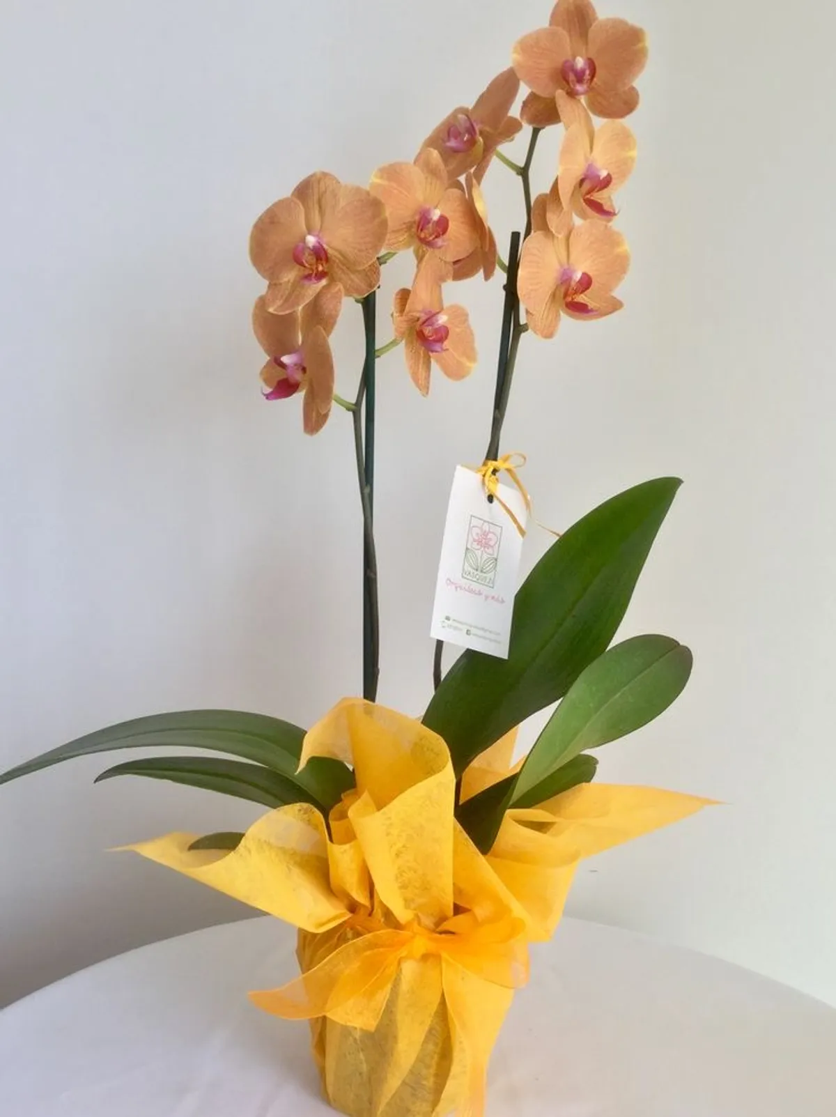 Orquídea 100% natural